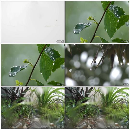雨景下雨雨水雨滴慢镜头空境细节特写树叶雨水滴高清实拍视频素材