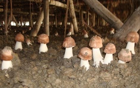 温湿光氧的刺激食用菌种植新招