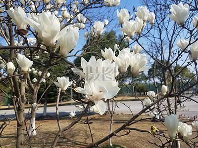 学校里的白玉兰图片下载