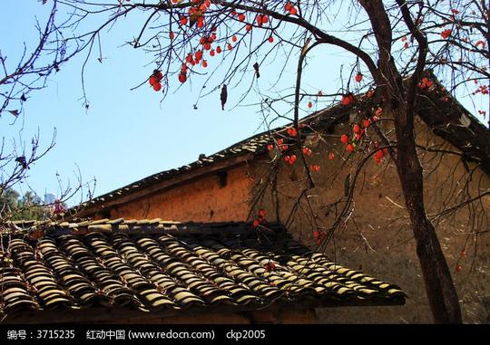 柿子树图片,高清大图_树木枝叶素材