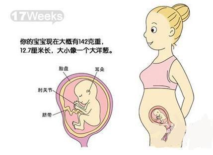 怀孕每周胎儿大小变化图