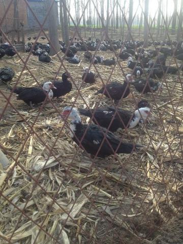 河南南阳大型养殖场的相关长尾关键词有哪些