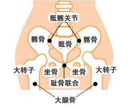 怀孕后为什么会耻骨疼