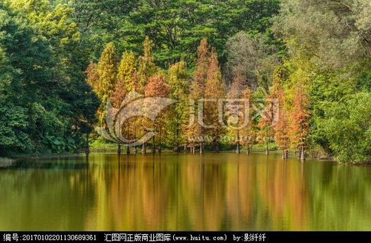 宽幅阳光水杉林