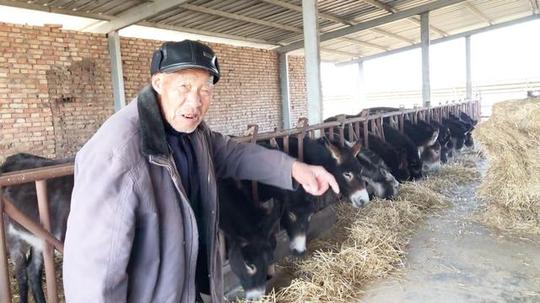 它属于养殖业里的冷门，它就是我们农村的散养驴，大家欣赏了解下