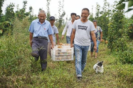 中国农村电商助力农民“丰收”