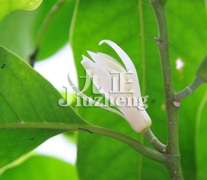 白兰花还可用于熏制花茶,据有关资料记载,纯粹的白兰花茶"外形条索紧