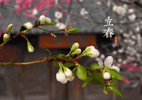 民间立春有咬春的习俗吃哪种蔬菜
