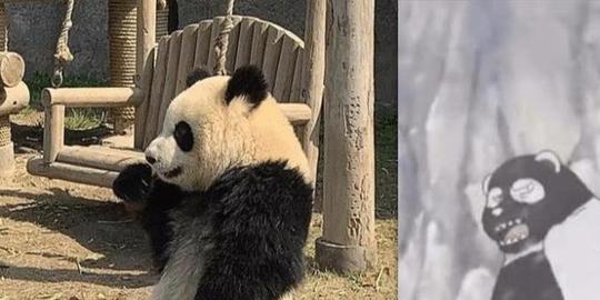 大熊猫的黑色和白色颠倒会怎样？网友：毁三观，赶紧变回来！
