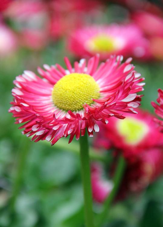 雏菊