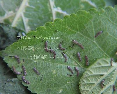 热带养蚕赚钱吗?看海南谢培忠种桑养蚕快速增收致富