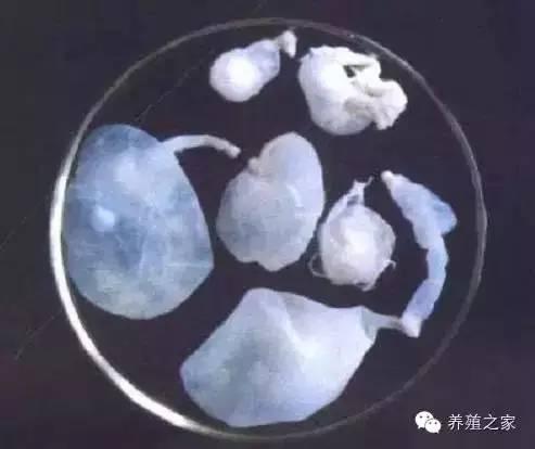宝宝体内为什么会有寄生虫