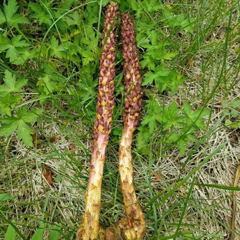 大兴安岭原生态回春草不老草野生草苁蓉山苞米列当泡酒料