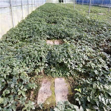 江西吉安竹节参种植经验农业致富项目野三七种苗