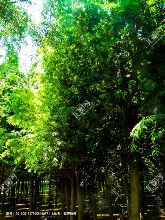 壁纸树470_600竖版竖屏手机