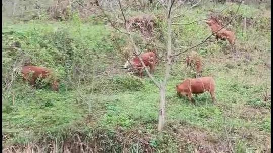 贵州农村，原生态放养的本地黄牛，这种养殖方式值得提倡