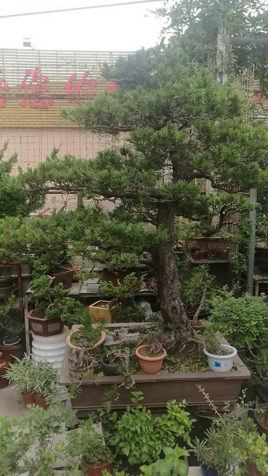 盆景老板自述:创业多年,从发不起工资到月入5万