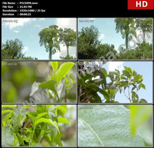 ps15099茶叶大山山林古茶树树枝绿叶植物水滴高清实拍视频素材