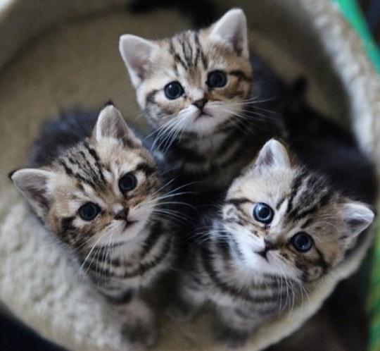 搞怪个性猫咪可爱动物大眼猫萌萌哒甜美系动物锁屏壁纸小