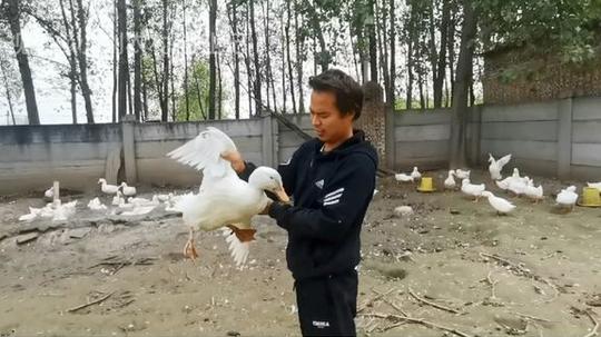 朋友养鸭厂倒闭，7斤鸭子只卖35块，行情惨淡很无奈:少赔就是赚