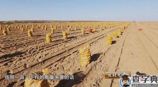陕西靖边土豆姐姐种植土豆创业,一年收获3000万