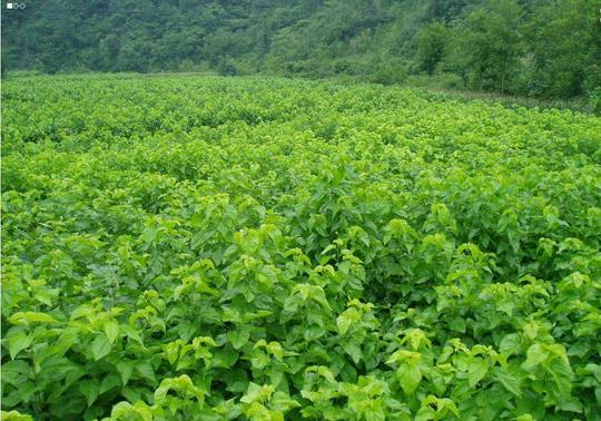 创业第一步网养殖技术植物养殖>>正文3,培育苗材在栽种天麻