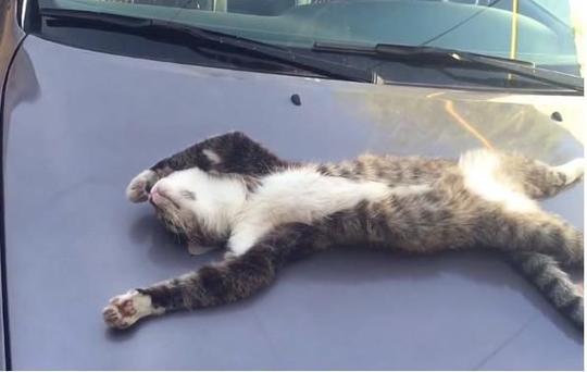 一只猫在车上睡死了,车主碰它小手示意它起来,猫咪的反应搞笑了