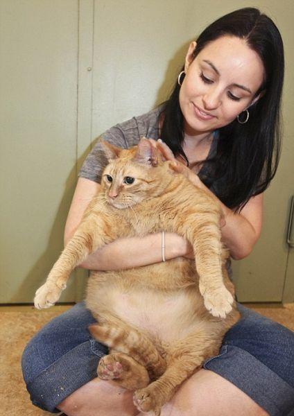肥胖能引起儿童哮喘吗