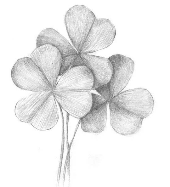 自学素描:素描画三叶草教程