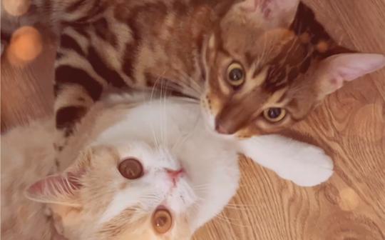 朋友家的可爱猫猫~用瞎拍的素材拼凑日常