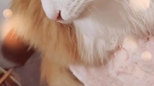 【长毛橘白猫】这么认真看电视的猫，你见过吗?