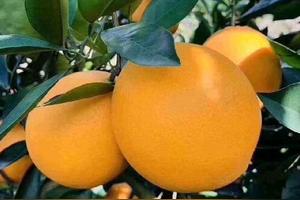 有人说信丰脐橙很香,为什么