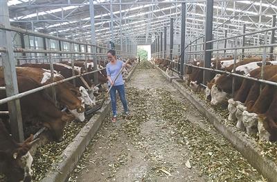 经过艰苦创业,已迅速发展为占地面积40余亩的养牛场,存栏优质母牛330