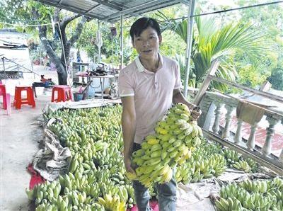 李照勤把从地里砍回来的香蕉摆放整齐。三亚日报记者张慧膑黄世烽摄