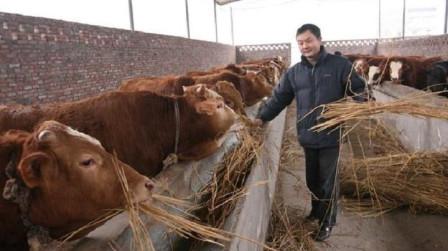 在农村，养牛和养羊哪个赚钱?听完内行人分析，知道怎么选了