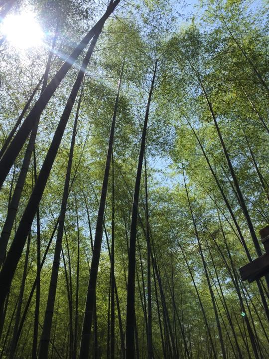 清新的空气让人心旷神怡,人处山中伴着竹林在风中沙沙作响,偶尔还会有