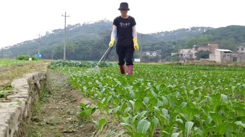 90后小伙创业种菜，菜都被虫吃了，只能无奈打农药，你支持吗?