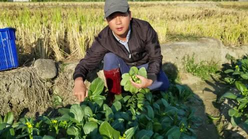 90后大学生返乡创业种蔬菜，菜场菜心成熟了，割菜忙得不可开交