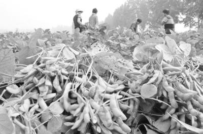 “绿宝石”毛豆每亩地纯收益4000元成农民致富好项目