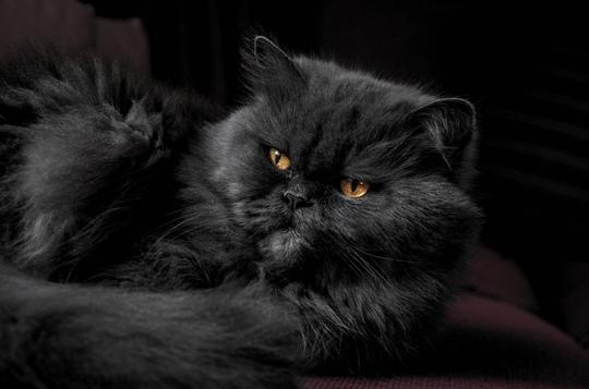 黑色,猫,眼睛,动物,眼睛,灰色,宠物毛
