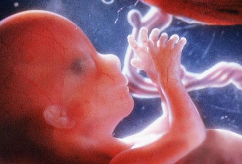 胎儿发育全过程视频