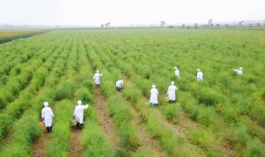 【农业案例:老企业家返乡创业种芦笋年售5000万,带领600多户村民一起