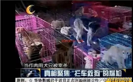 狗肉贩惊人数千万元暴利,中青报揭露肉狗场骗局,央视寻狗记等媒体曝光