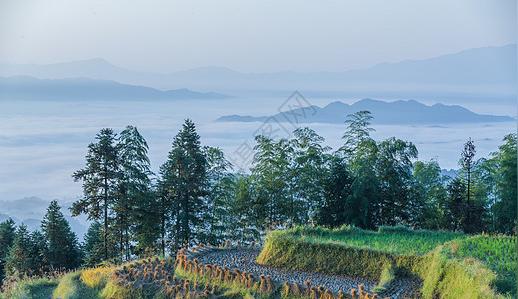 湖南紫鹊界梯田云海自然风光美景图片下载