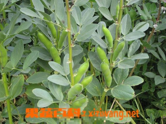 蚕豆病传男不传女吗