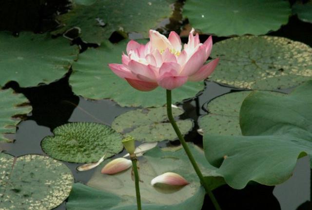 夏至节气朋友圈说说