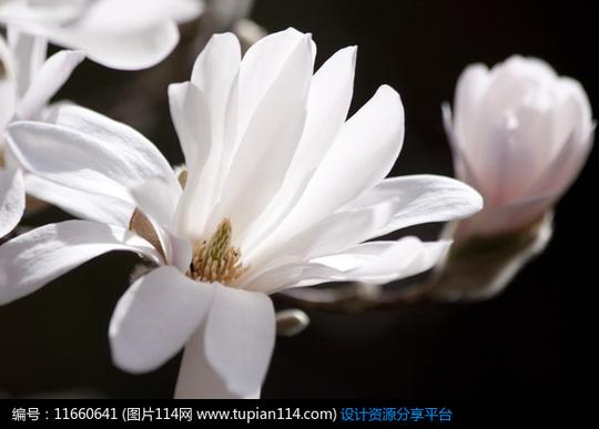 3d素材方案意向植物洁白如玉白玉兰素材编号:11660641素材