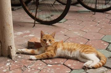 一只黄色猫咪坐在坐垫上gif图片