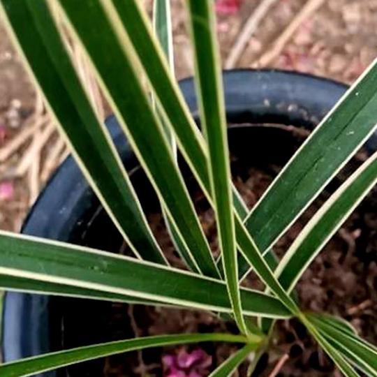 秦岭春兰边草瓷白艺边草线艺金边兰花艺草包邮包活