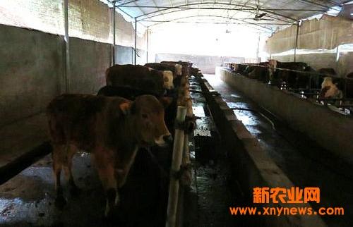 黄牛养殖开启创业之旅合作共赢带乡邻致富